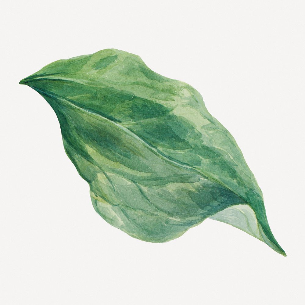 Whippoorwill's leaf botanical illustration, remixed from the artworks by Mary Vaux Walcott