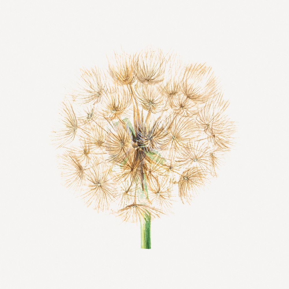 Salsify botanical vintage illustration, remixed from the artworks by Mary Vaux Walcott