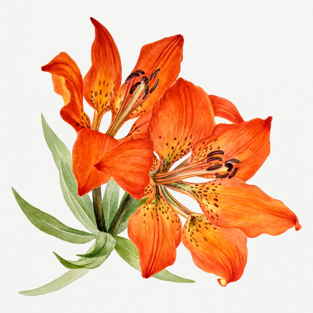Blooming red lily psd hand drawn floral illustration