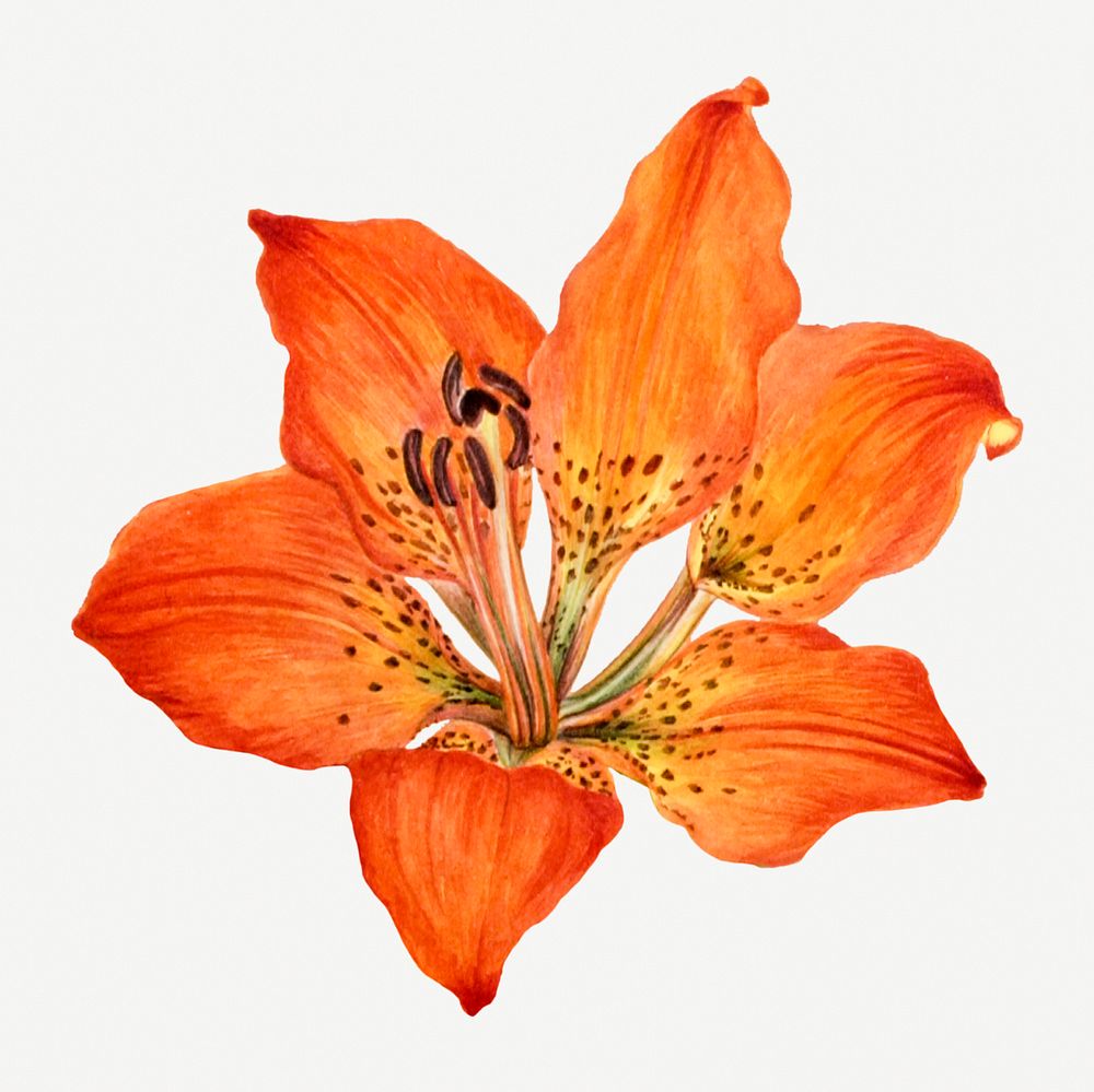 Red lily flower psd botanical illustration