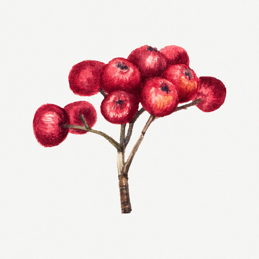 Vintage red chokeberry psd illustration botanical drawing