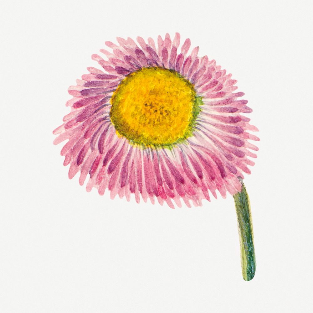 Pink meadow fleabane botanical illustration watercolor, remixed from the artworks by Mary Vaux Walcott