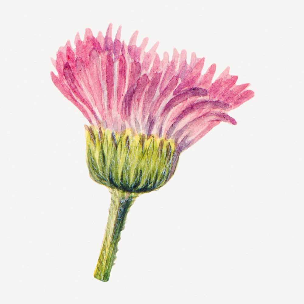 Pink meadow fleabane flower botanical illustration watercolor, remixed from the artworks by Mary Vaux Walcott