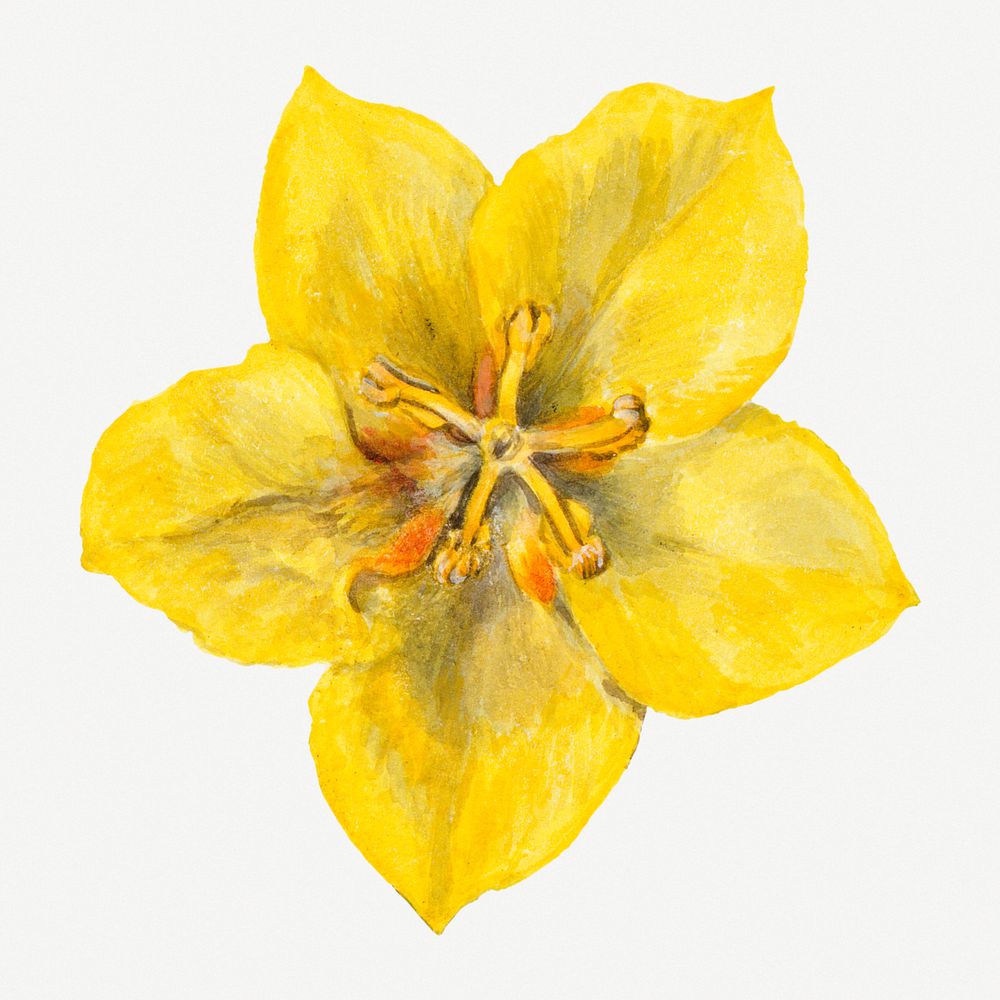 Yellow Mexican fremontia flower botanical illustration watercolor, remixed from the artworks by Mary Vaux Walcott