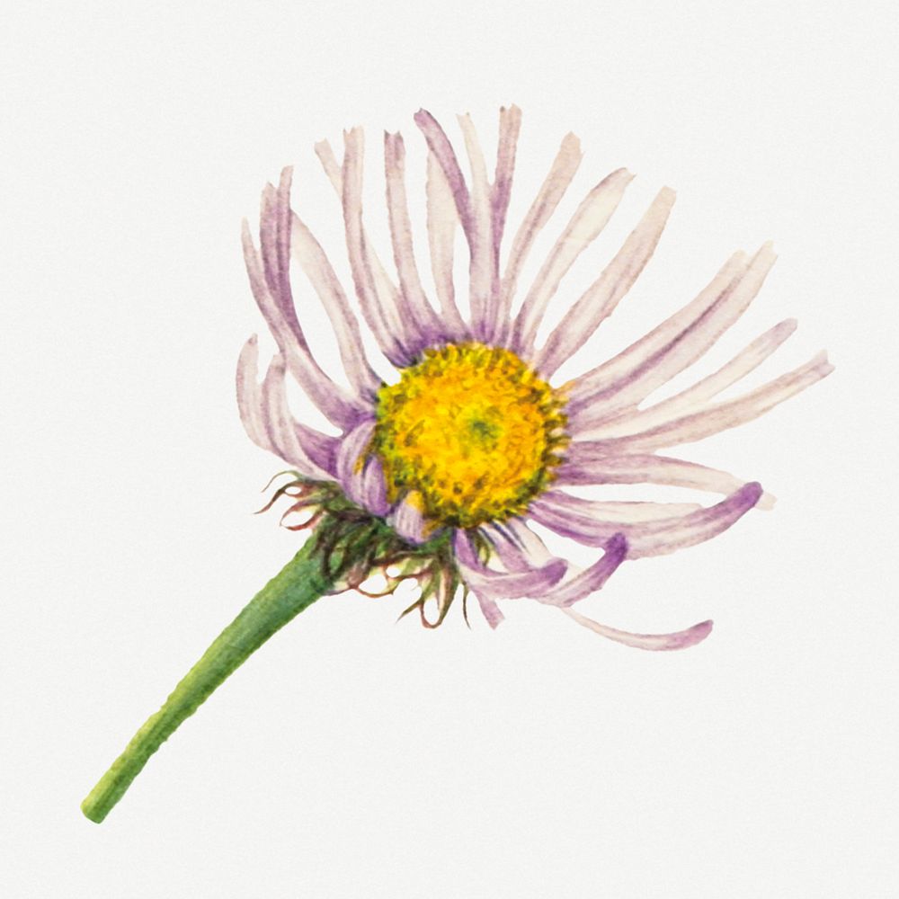 Alaska fleabane flower botanical illustration watercolor, remixed from the artworks by Mary Vaux Walcott