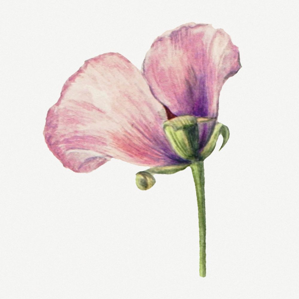 Purple lilac botanical illustration watercolor, remixed from the artworks by Mary Vaux Walcott