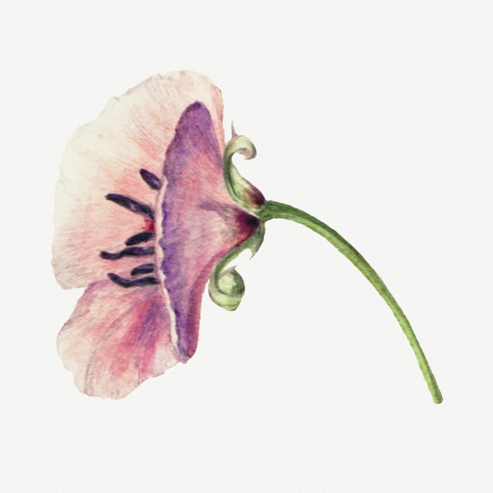 Purple lilac botanical illustration watercolor, remixed from the artworks by Mary Vaux Walcott