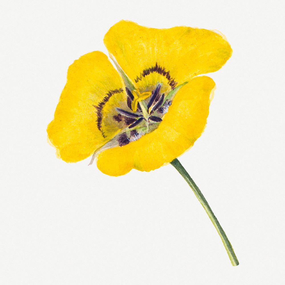 Yellow goldenbowl mariposa flower botanical illustration watercolor, remixed from the artworks by Mary Vaux Walcott