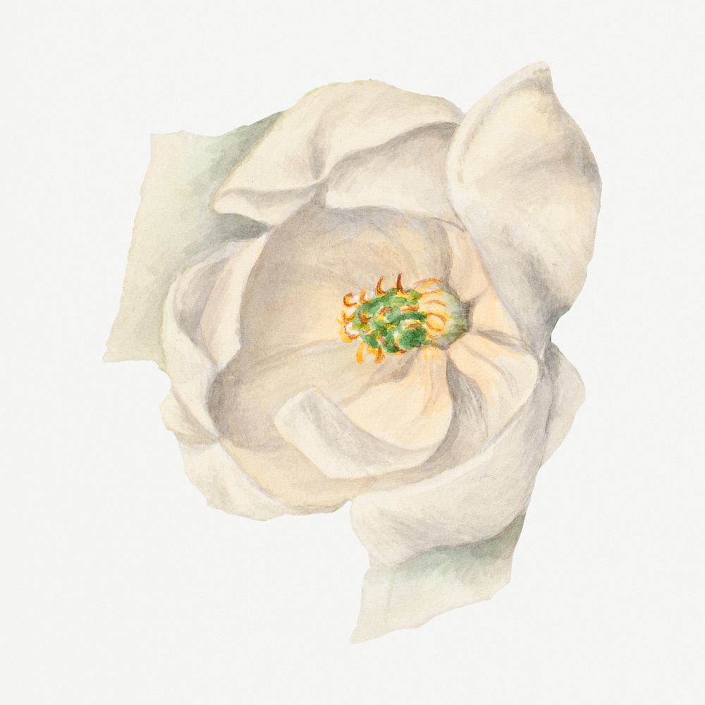 White sweetbay flower botanical illustration watercolor, remixed from the artworks by Mary Vaux Walcott