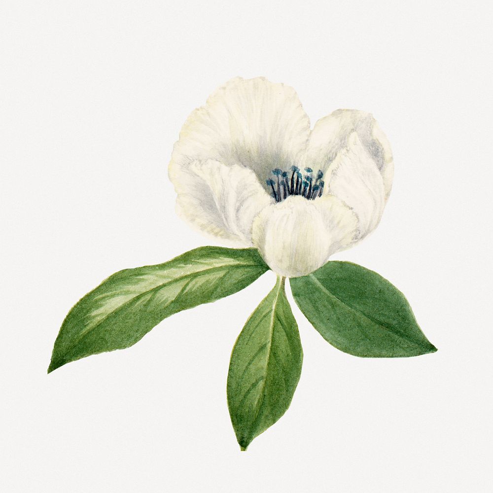 White virginia stewartia flower psd | Premium PSD - rawpixel