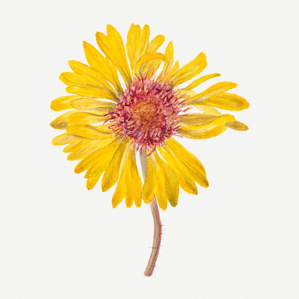 Perennial gaillardia botanical illustration watercolor, remixed from the artworks by Mary Vaux Walcott
