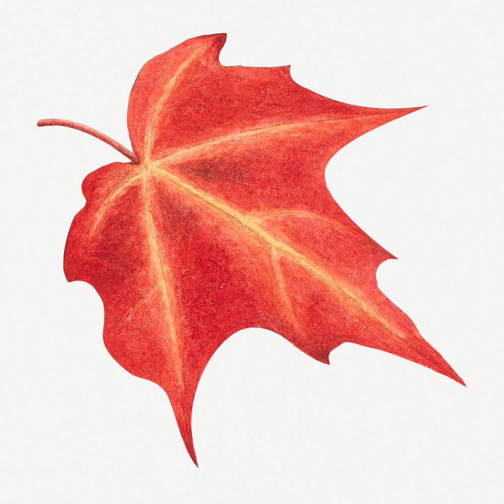 Red autumn leaf botanical illustration watercolor, remixed from the artworks by Mary Vaux Walcott