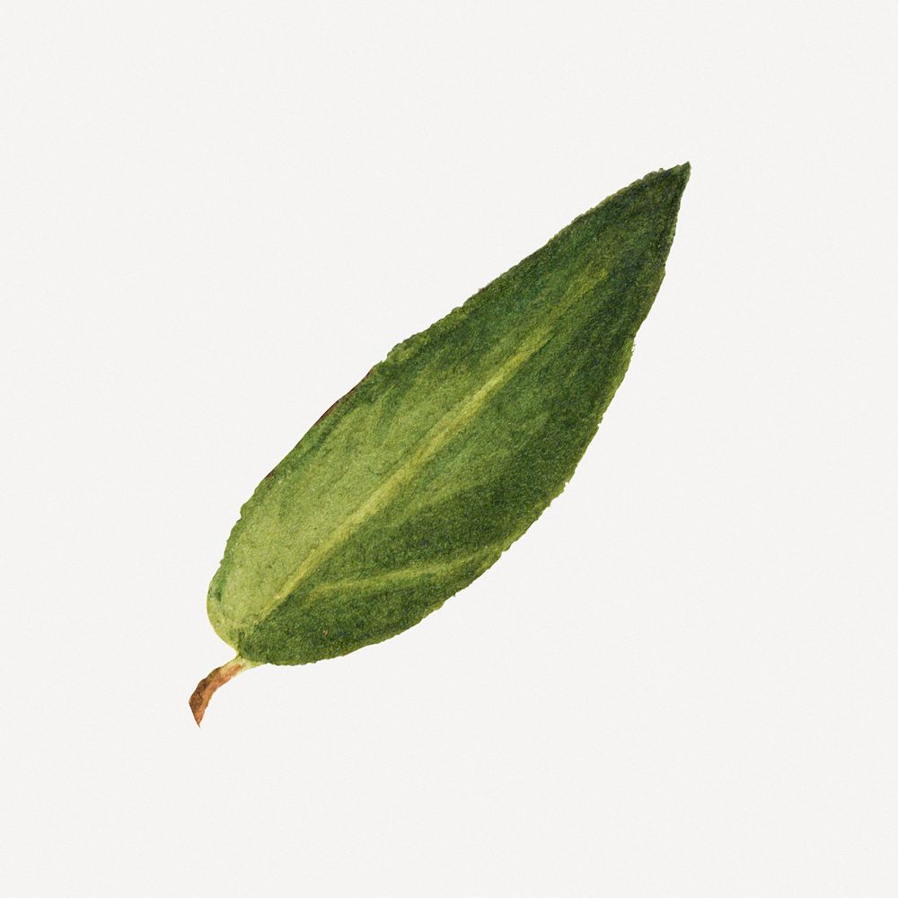 Green leaf botanical illustration watercolor, remixed from the artworks by Mary Vaux Walcott