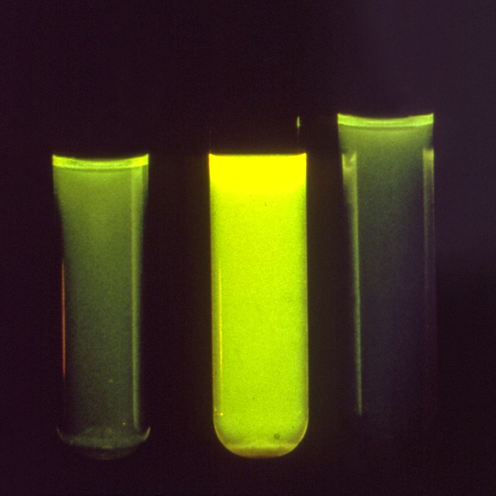 Three test tubes used in a Legionella pneumophila bacteria detection test. Original image sourced from US Government…