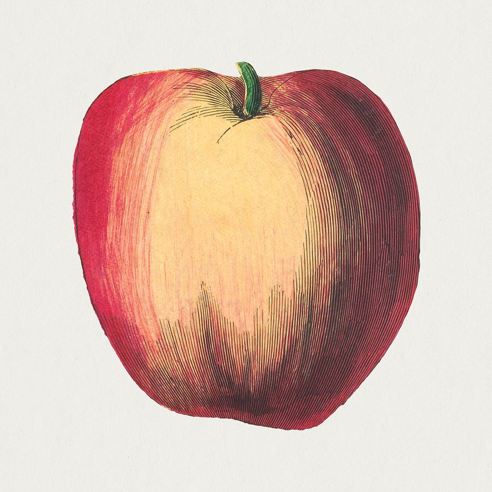Vintage apple psd fruit woodcut print, remix from artworks by by Marcius Willson and N.A. Calkins