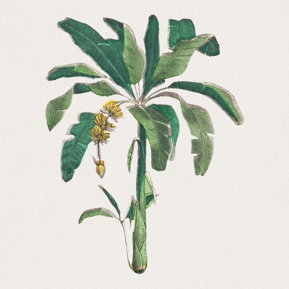 Banana tree psd botanical art print, remix from artworks by by Marcius Willson and N.A. Calkins
