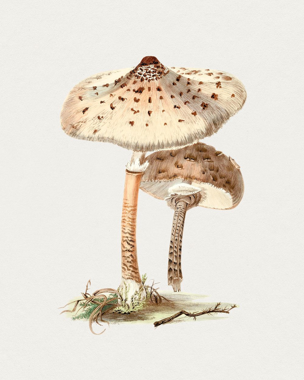 Hand drawn parasol mushroom. Original from Biodiversity Heritage Library. Digitally enhanced by rawpixel.