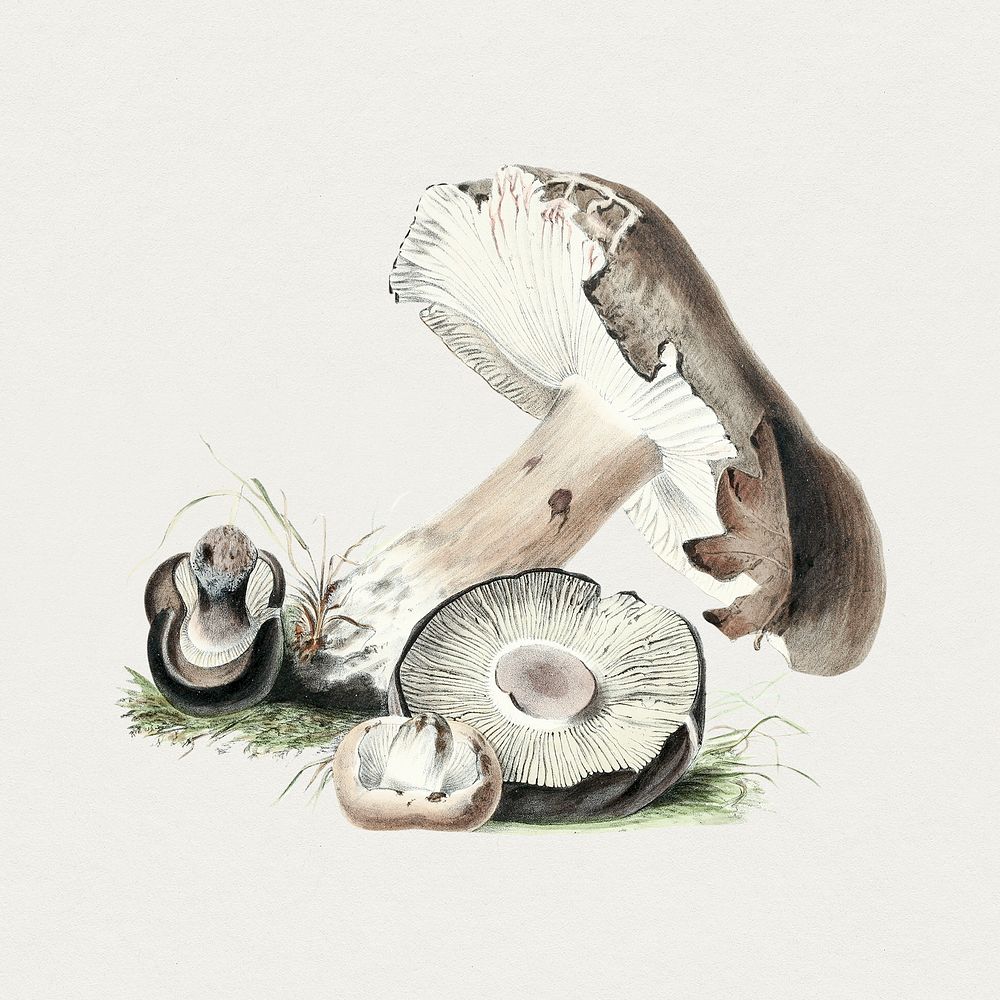 Vintage agaricus augustus mushroom. Original from Biodiversity Heritage Library. Digitally enhanced by rawpixel.
