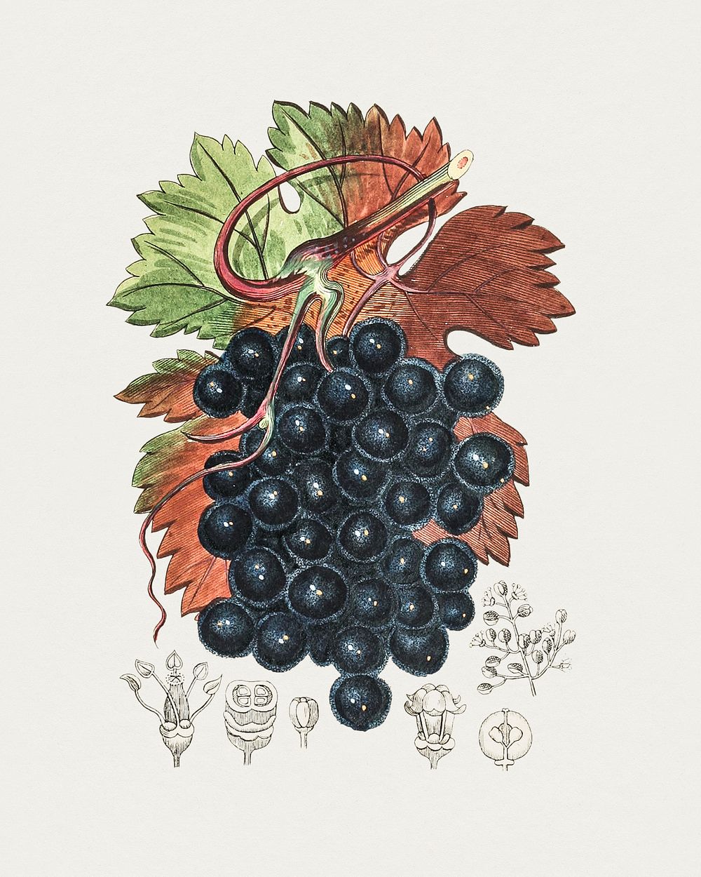 Hand drawn grape vine. Original from Biodiversity Heritage Library. Digitally enhanced by rawpixel.