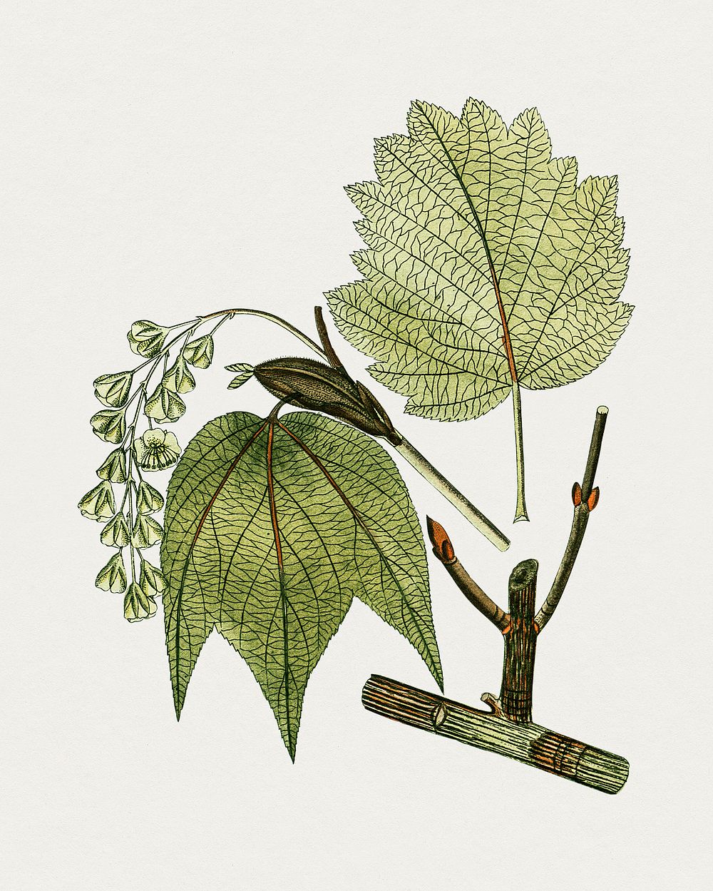 Hand drawn striped maple leaf. Original from Biodiversity Heritage Library. Digitally enhanced by rawpixel.