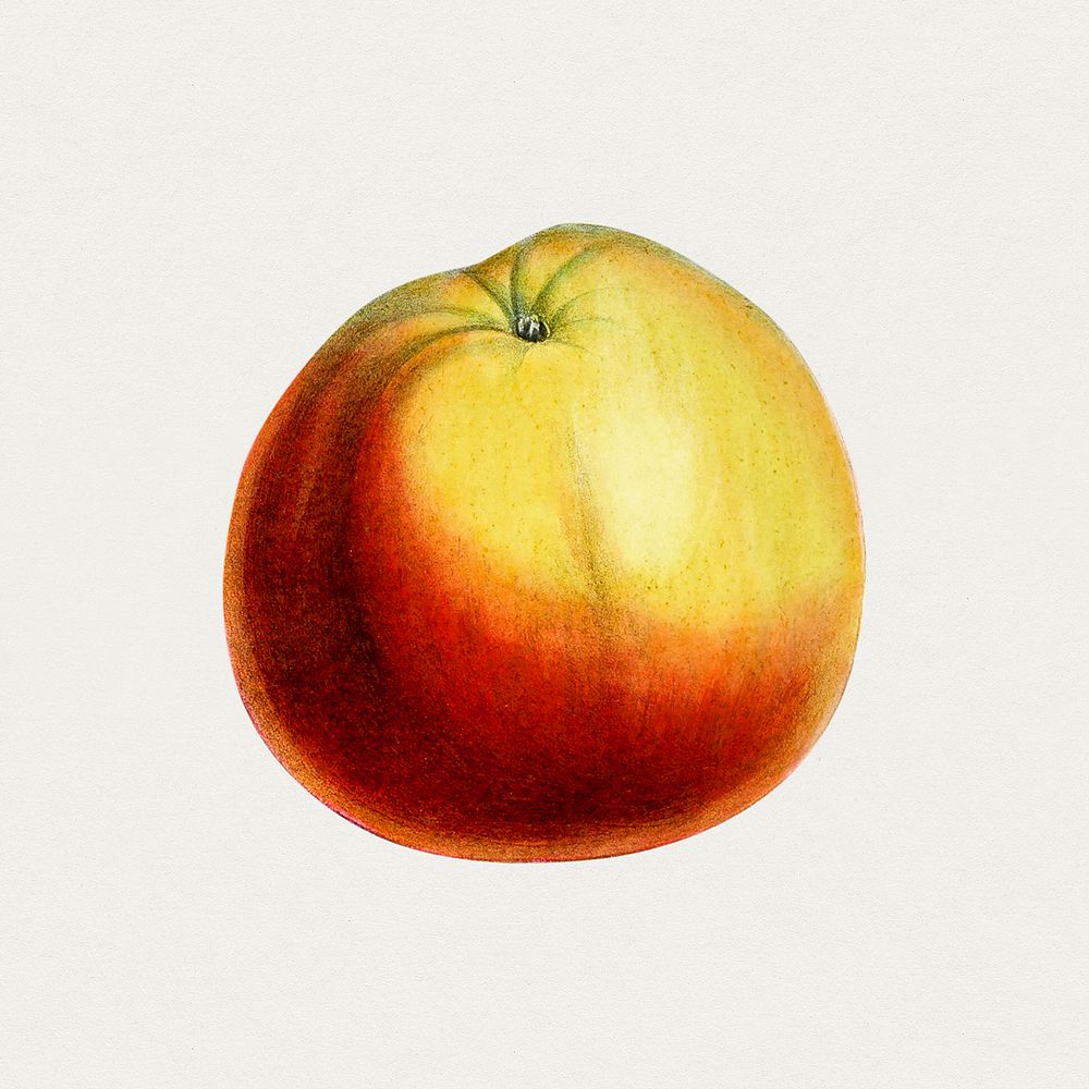 Vintage Annie Elizabeth apple. Original from Biodiversity Heritage Library. Digitally enhanced by rawpixel.