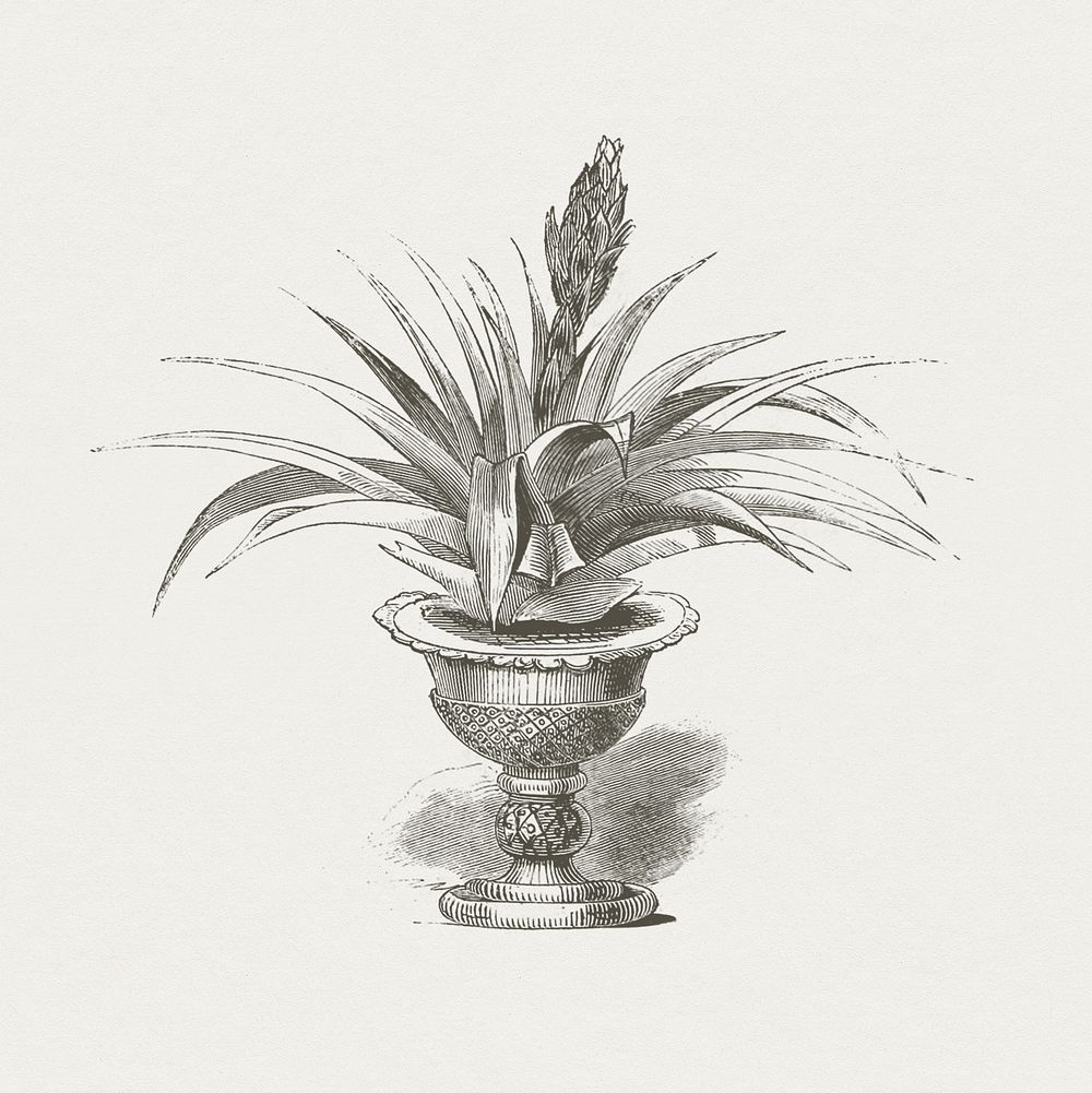 Hand drawn aloe in a pot. Original from Biodiversity Heritage Library. Digitally enhanced by rawpixel.