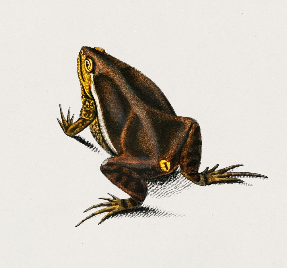 Oval frog (Engystoma ovale) illustrated by Charles Dessalines D' Orbigny (1806-1876). Digitally enhanced from our own 1892…