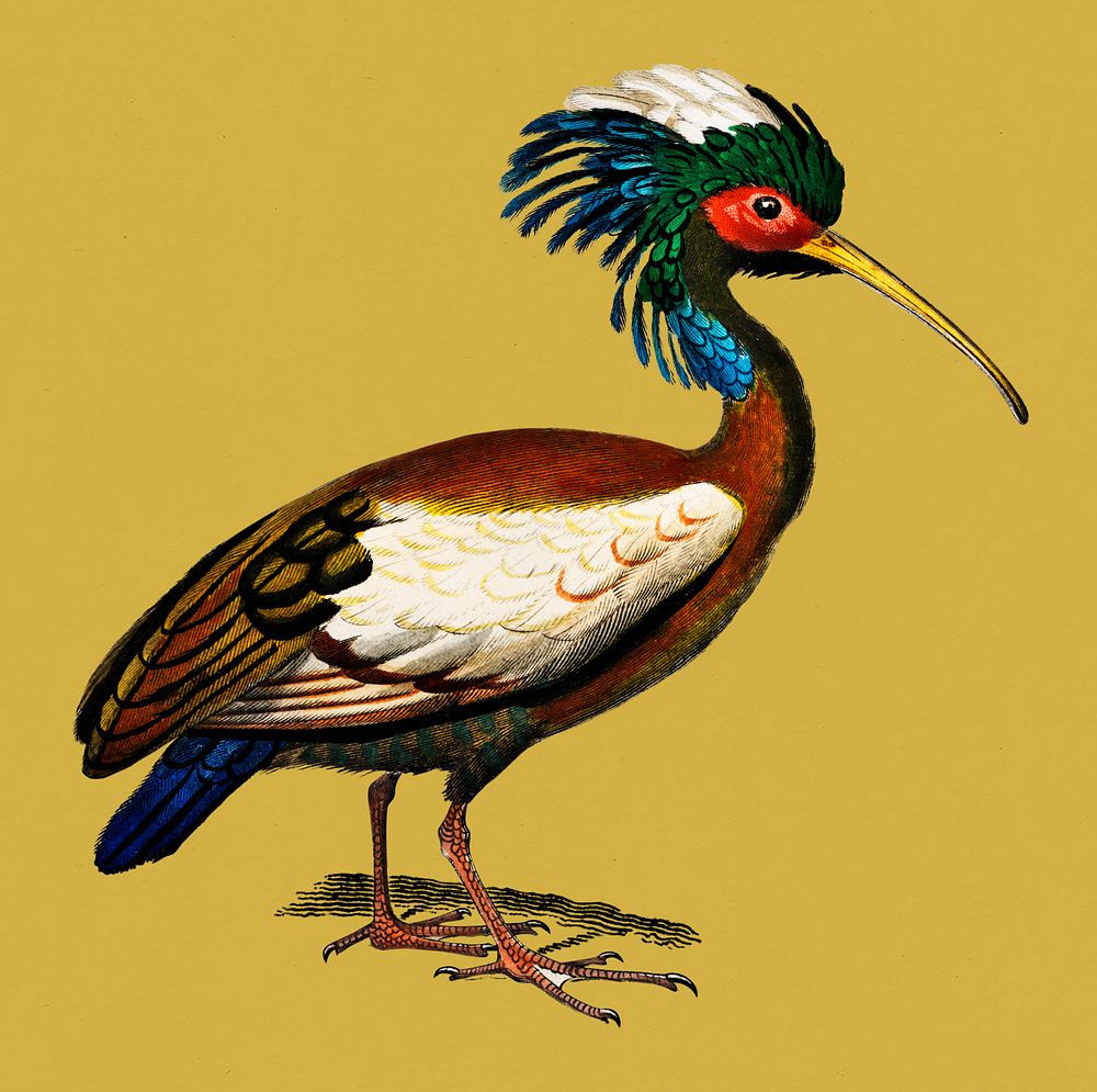 Vintage Illustration of Madagascan ibis.