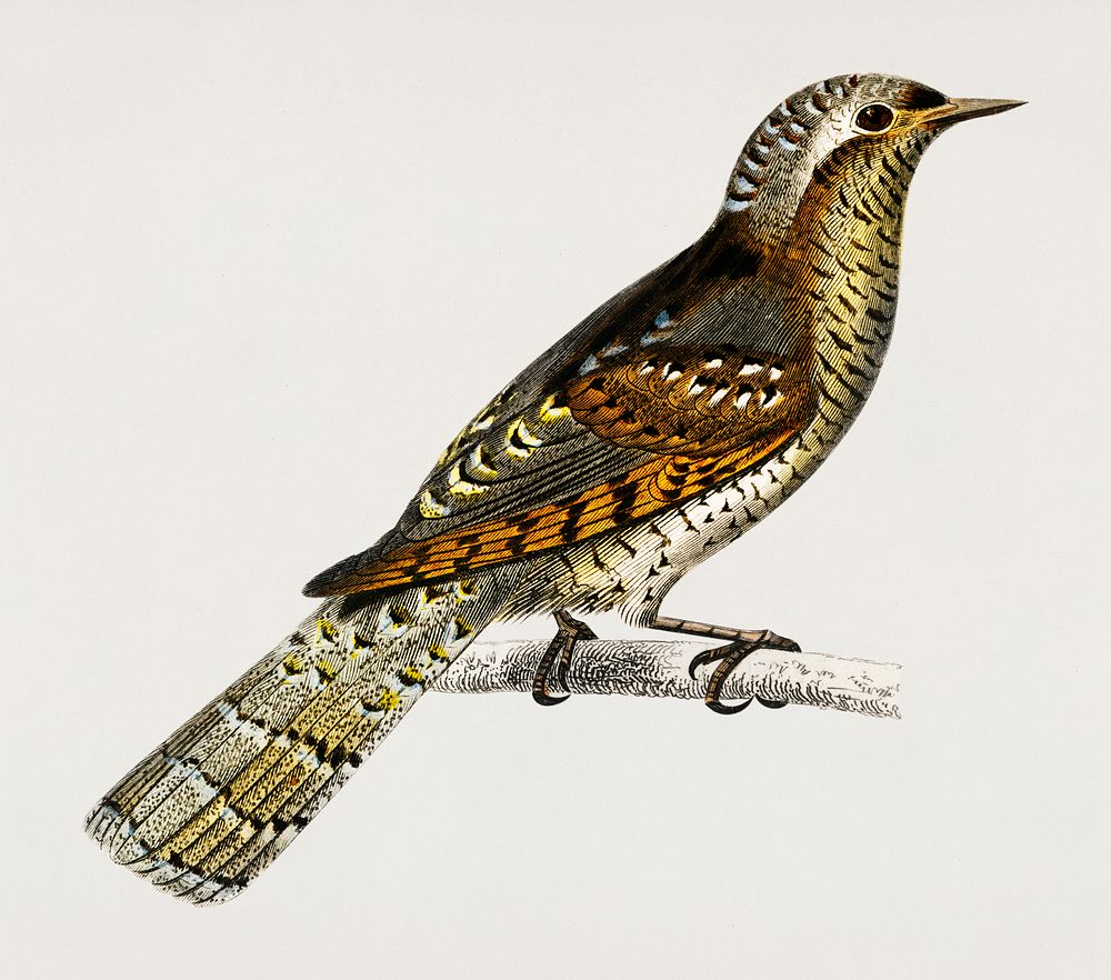 Eurasian wryneck (Corcol d&rsquo;Europe) illustrated by Charles Dessalines D' Orbigny (1806-1876). Digitally enhanced from…