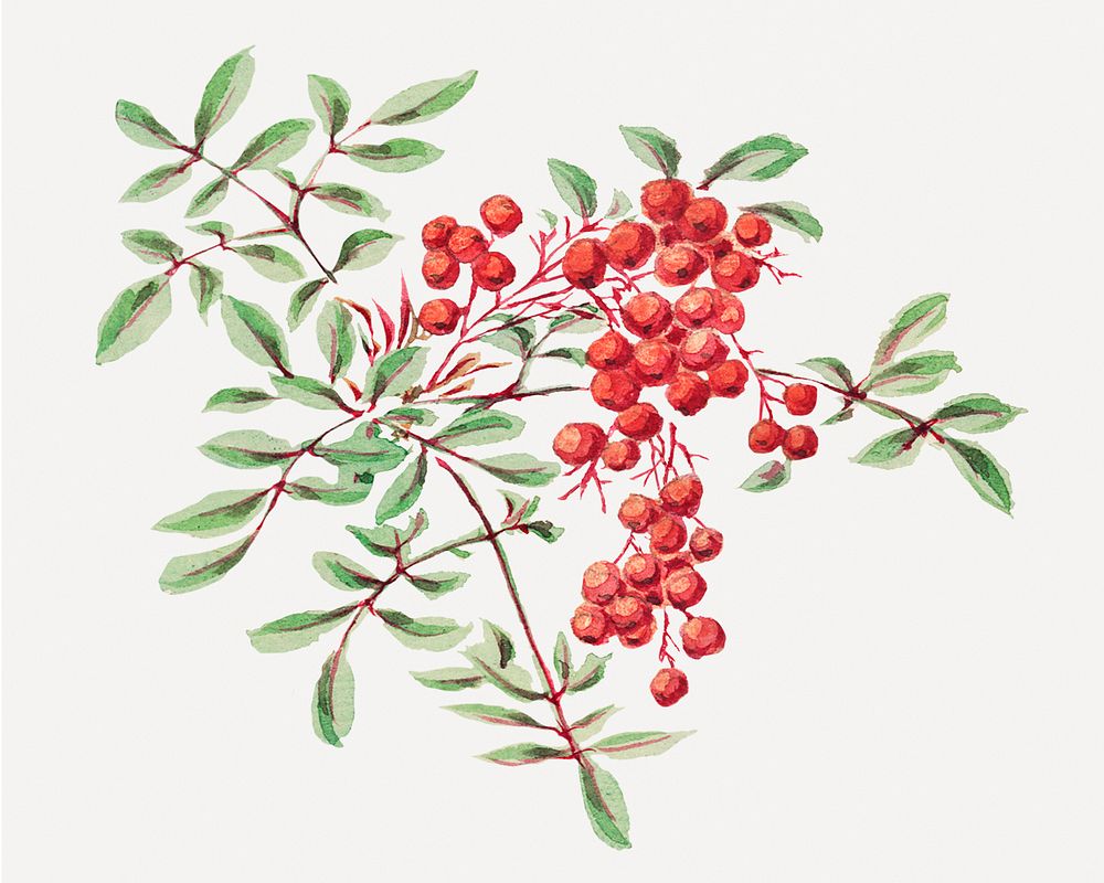 Vintage coral berry tree psd art print, remix from artworks by Megata Morikaga