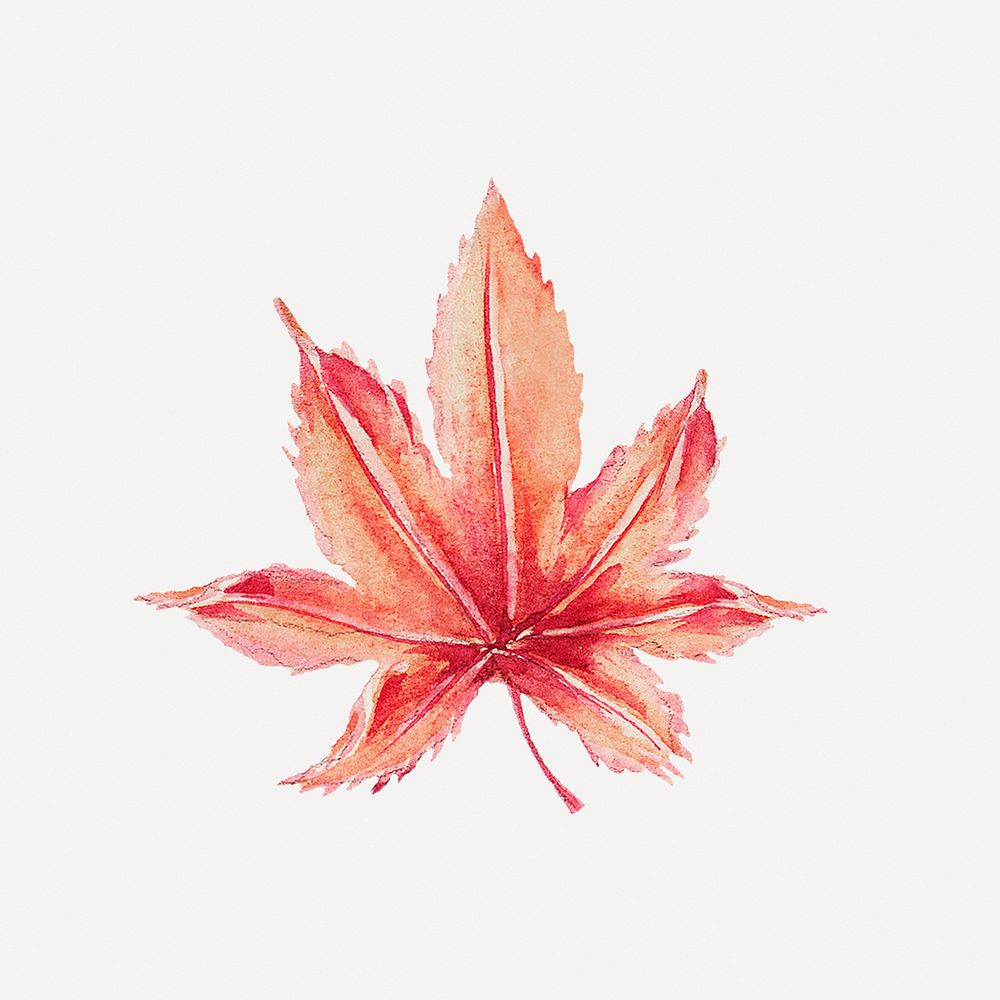 Vintage Japanese maple leaf art print, remix from artworks by Megata Morikaga