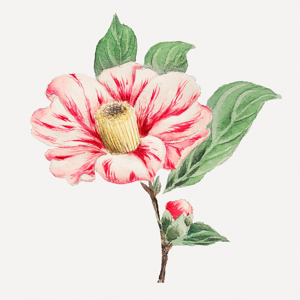 Vintage Japanese camellia flower psd art print, remix from artworks by Megata Morikaga