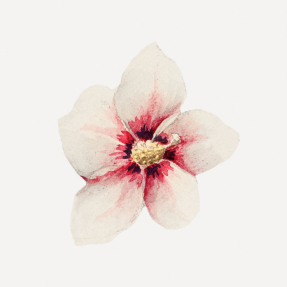 Vintage hibiscus flower art print, remix from artworks by Megata Morikaga