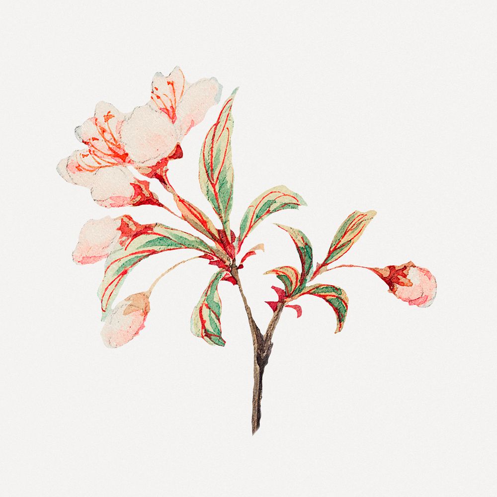Vintage Japanese cherry blossoms psd art print, remix from artworks by Megata Morikaga