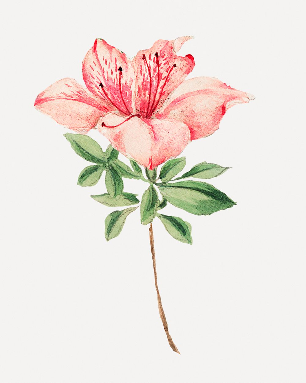 Vintage Japanese azalea flower psd art print, remix from artworks by Megata Morikaga