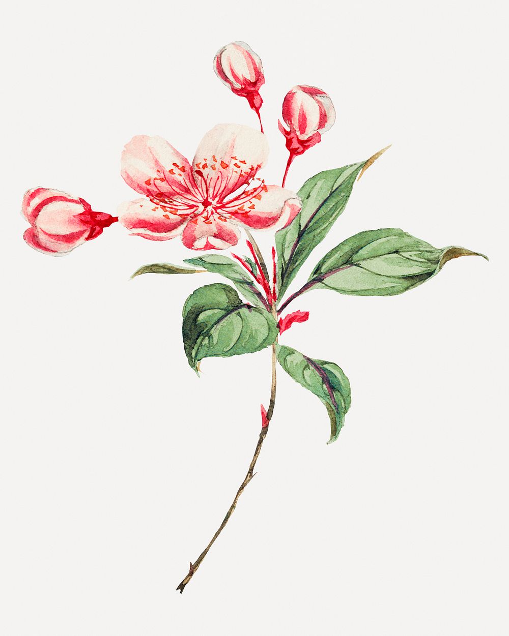 Vintage Japanese azalea flowers art print, remix from artworks by Megata Morikaga