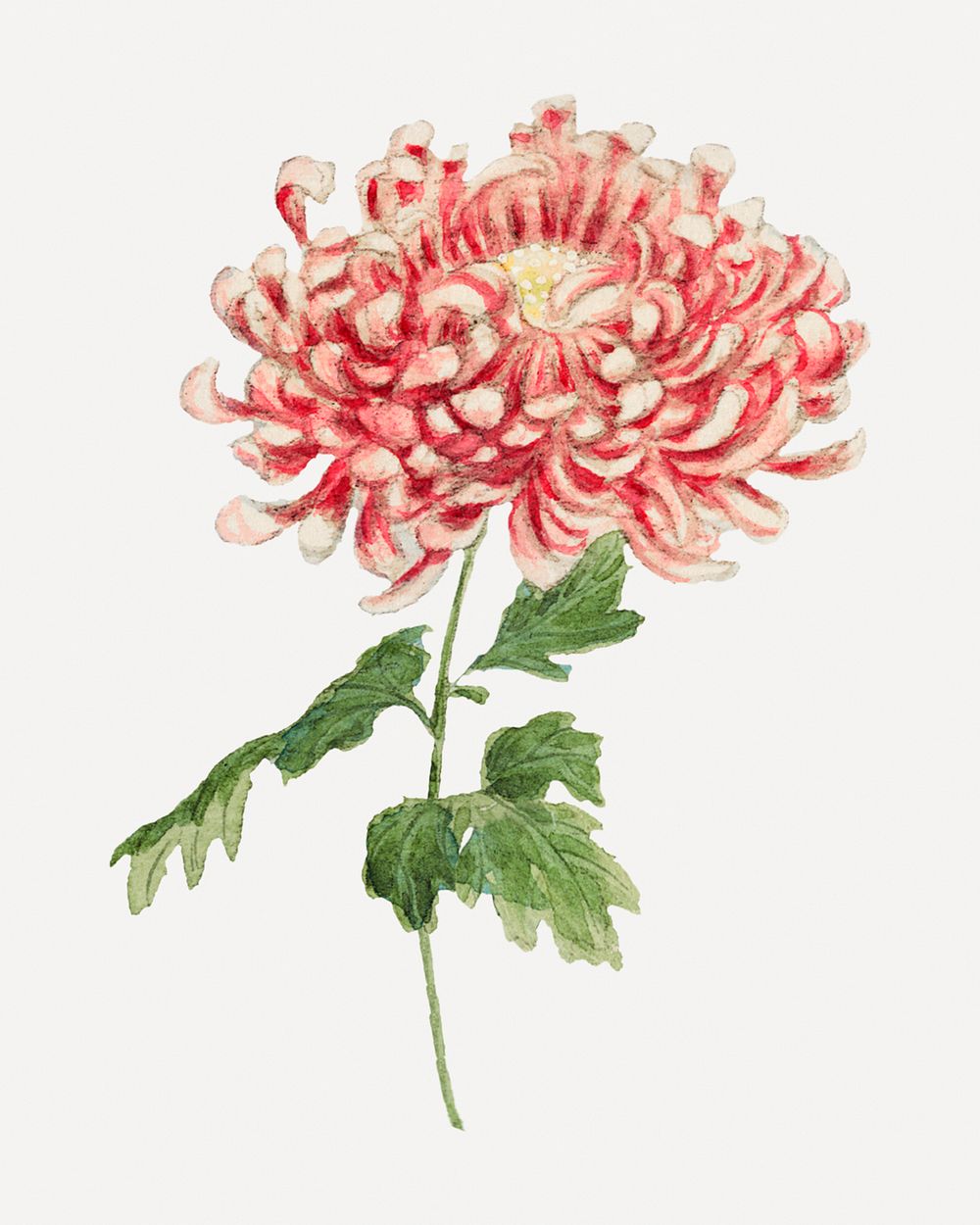 Vintage chrysanthemum flower art print, remix from artworks by Megata Morikaga