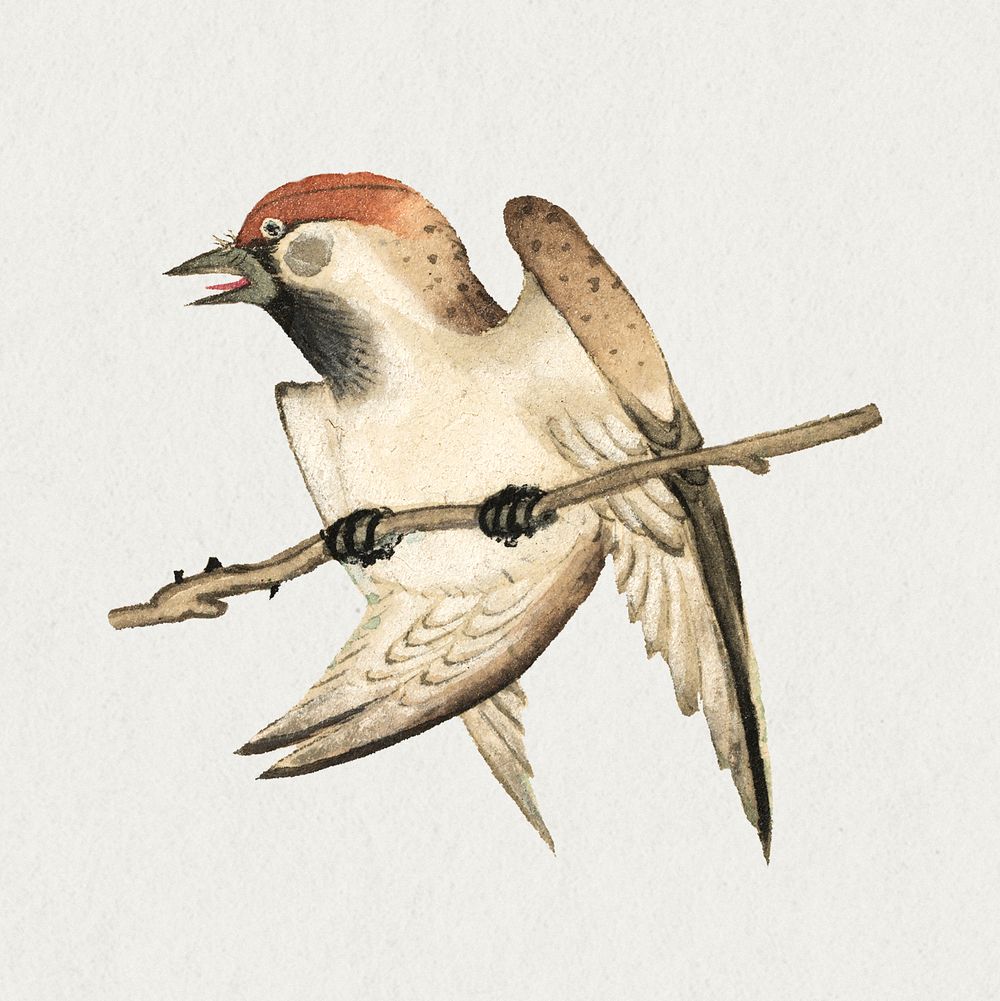 Chinese sparrow bird psd, remix from artworks by Zhang Ruoai