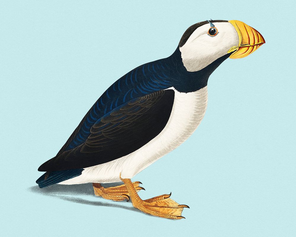 Vintage Illustration of Large billed Puffin from Birds of America.