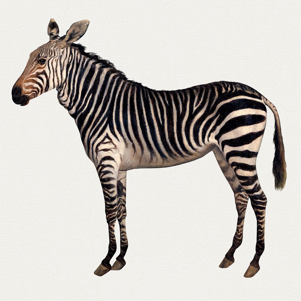 Zebra psd painting vintage style, remixed from artworks by Jacques-Laurent Agasse
