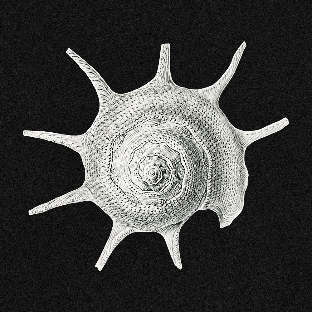 Vintage shell illustration on black background