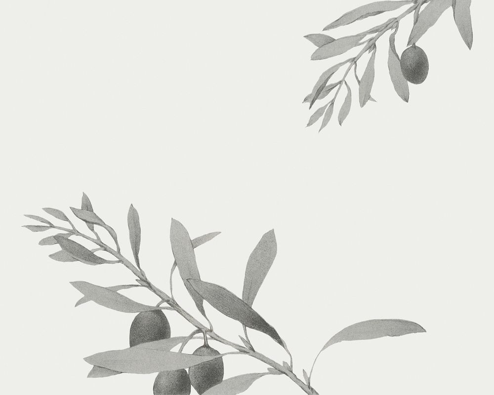 Vintage olive branch illustration