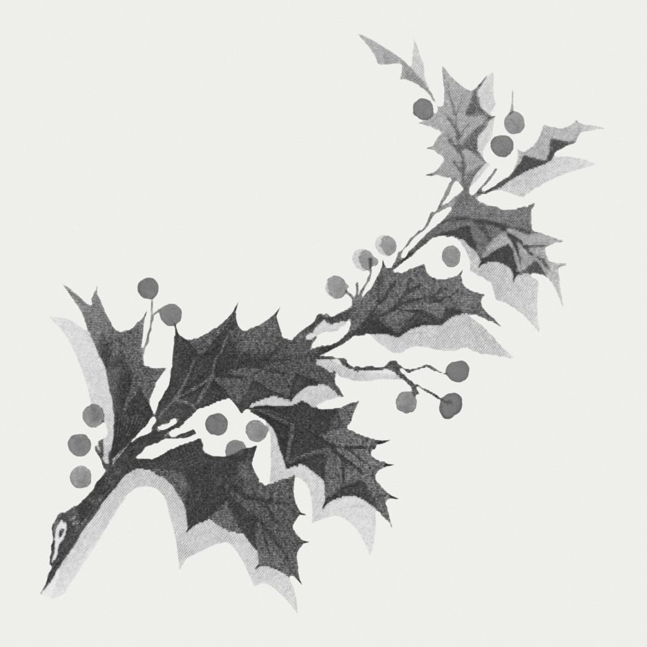 Vintage holly branch illustration for a Christmas card