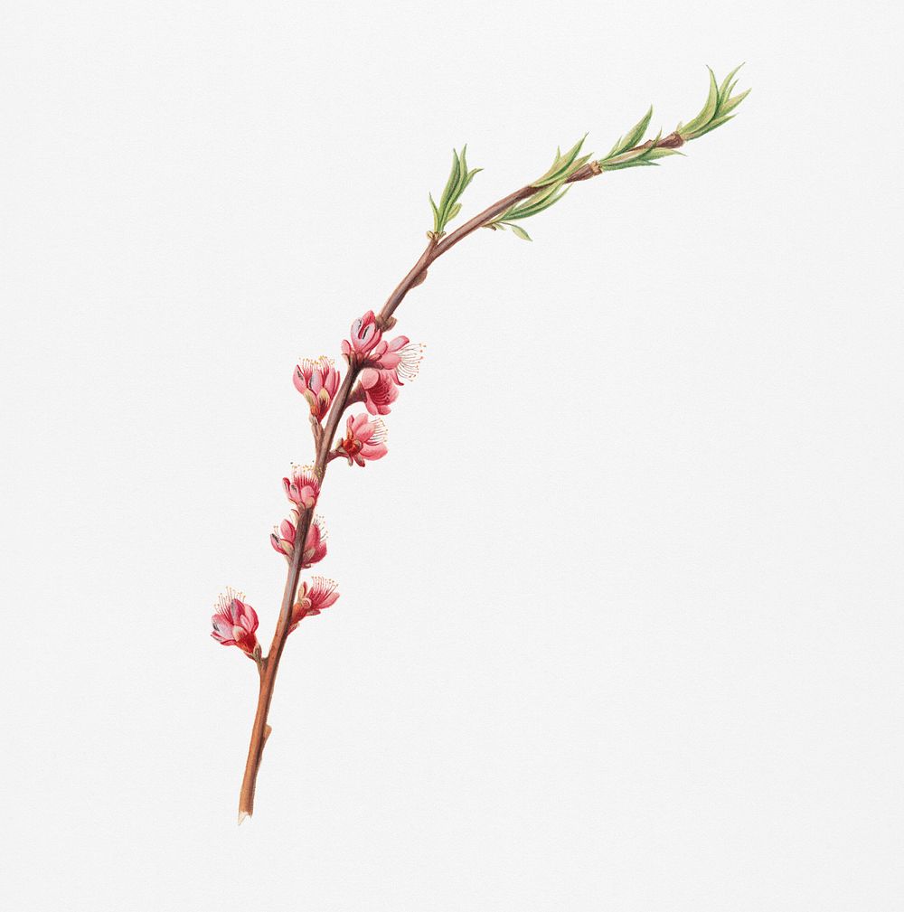 Peach blossom (Prunus persica) from Pomona Italiana (1817 - 1839) by Giorgio Gallesio (1772-1839). Original from New York…