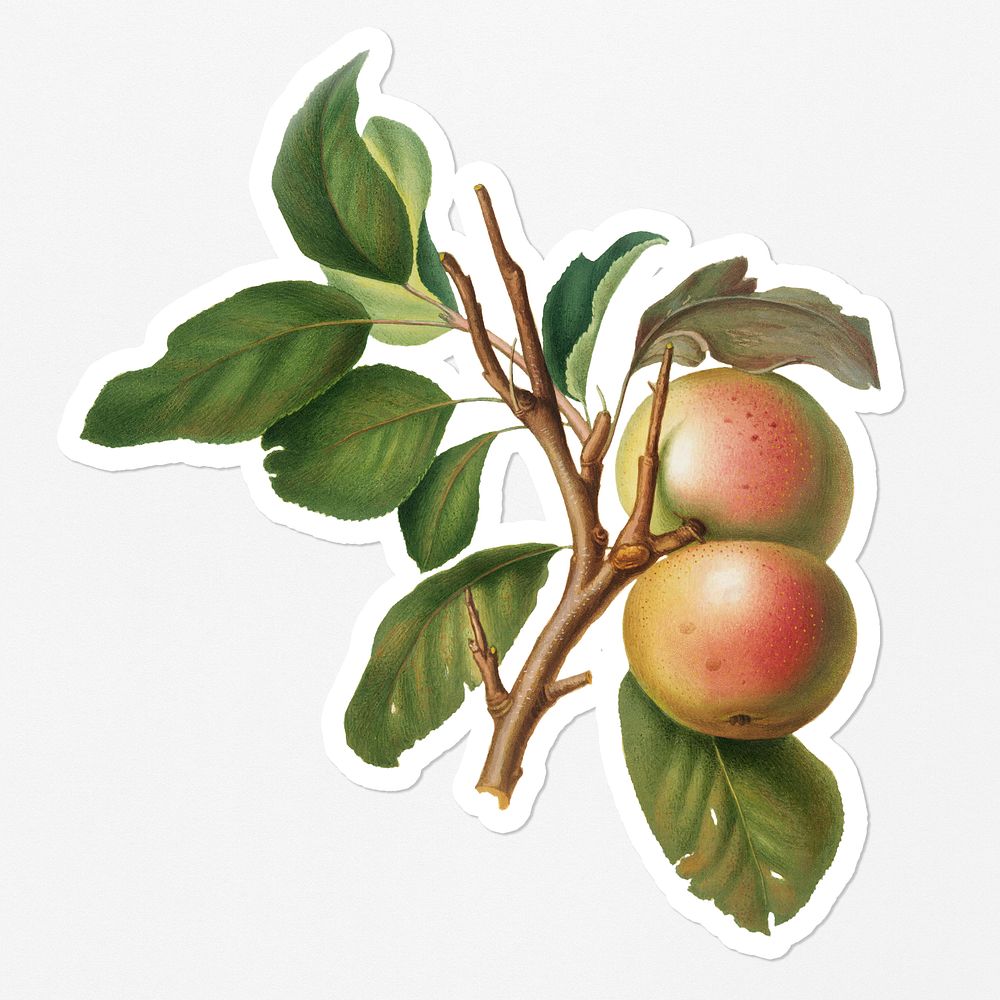 Hand drawn Pupina Apple fruit sticker with a white border