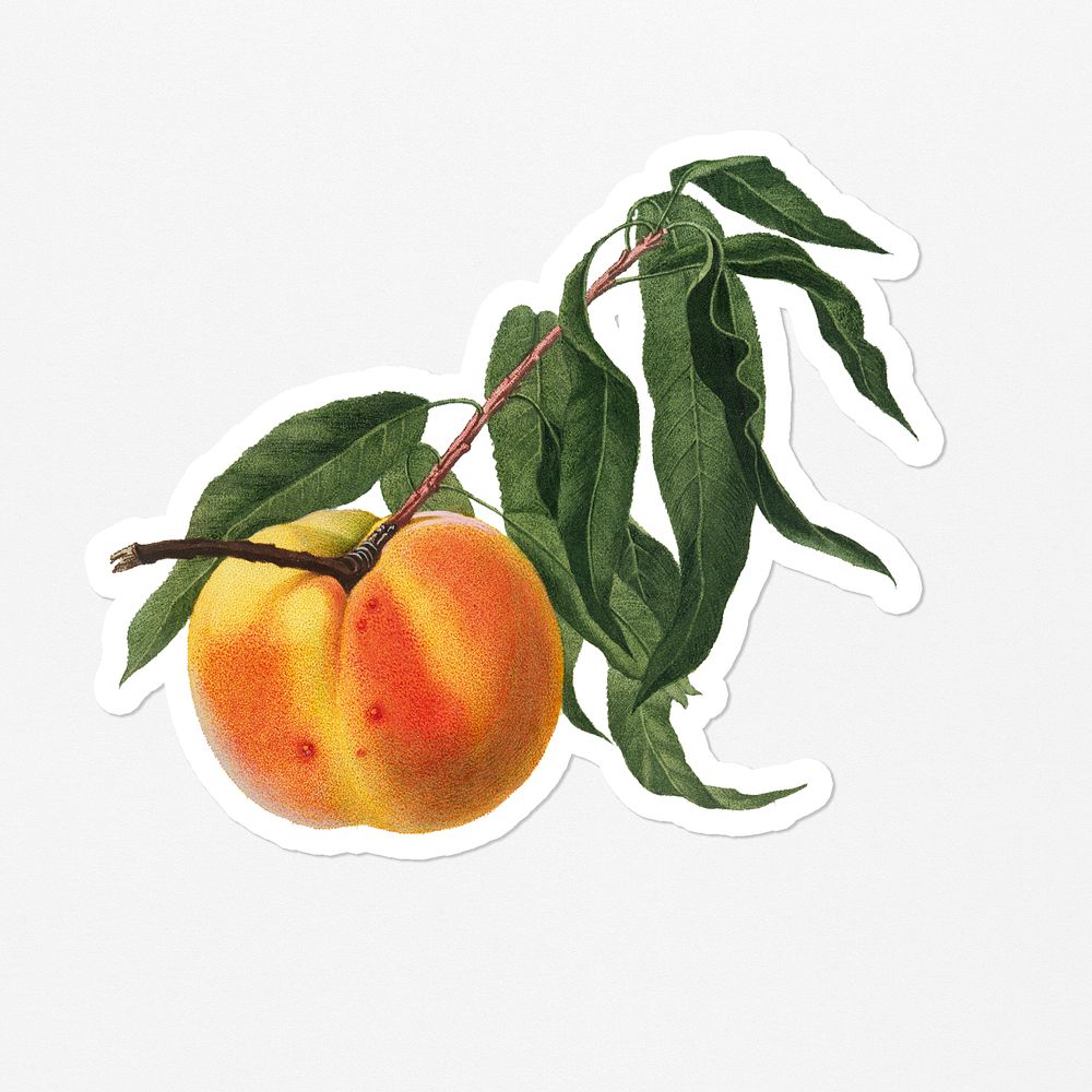 Hand drawn peach fruit sticker with a white border