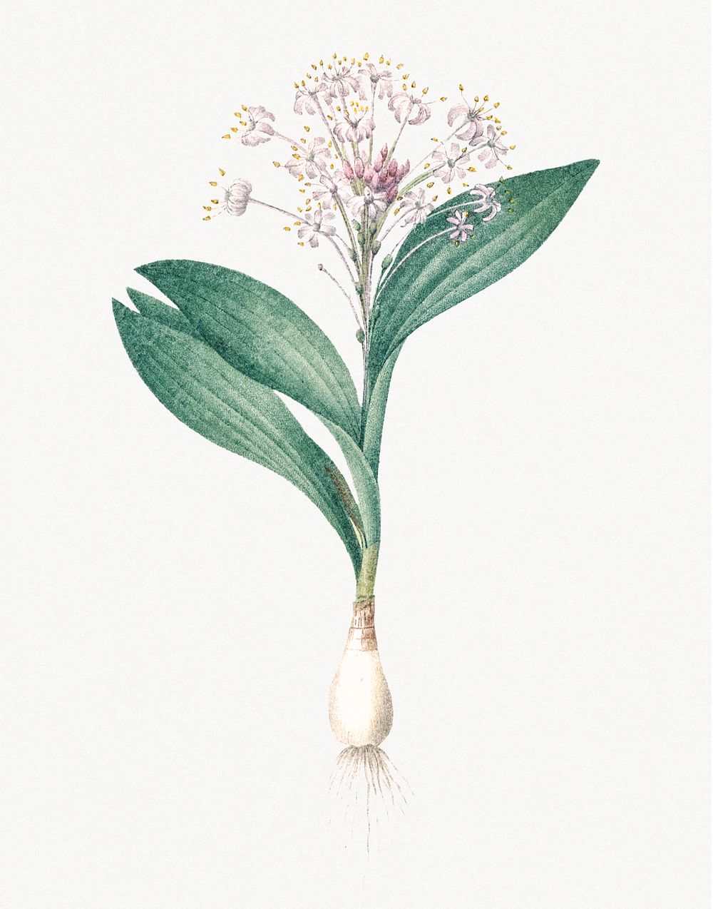 Vintage Illustration of Pygmy hyacinth