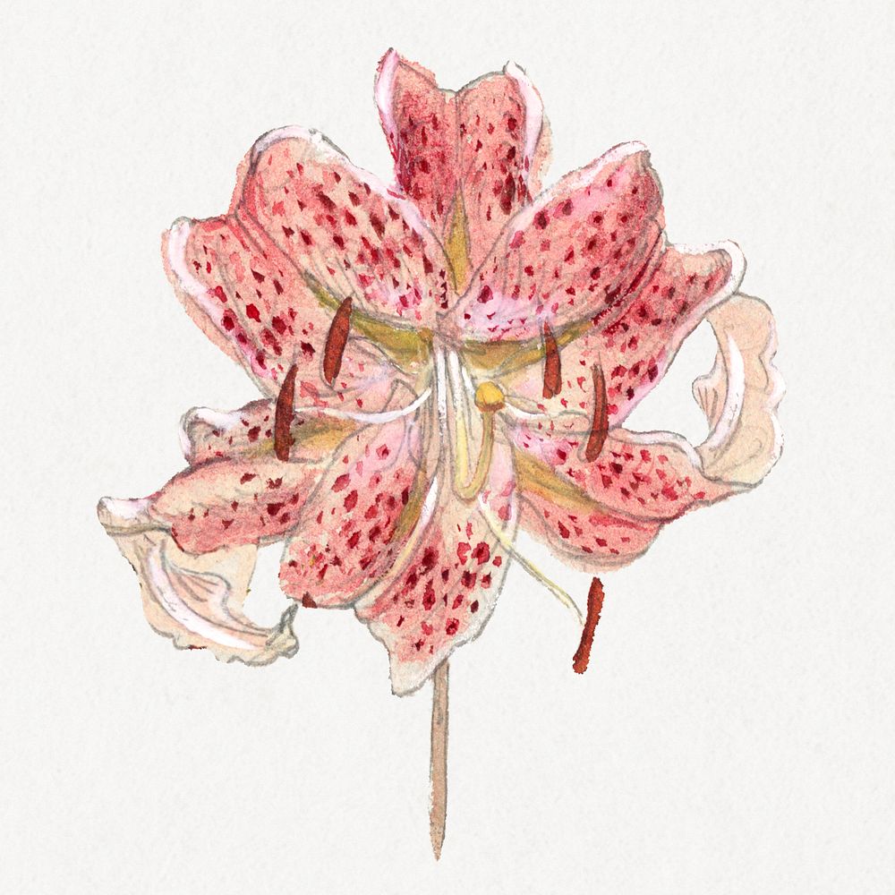 Vintage red flower drawing, remixed from artworks by Samuel Colman