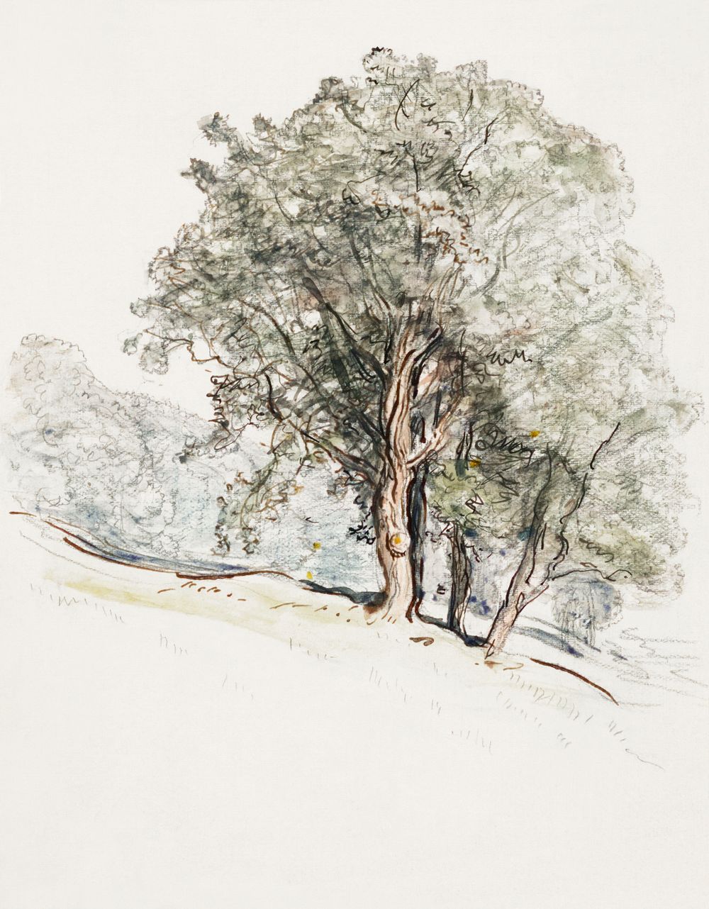 Study of Oak Trees at Lake Dunmore, Vermont (August 23, 1917) by Samuel Colman. Original from The Smithsonian Institution.…