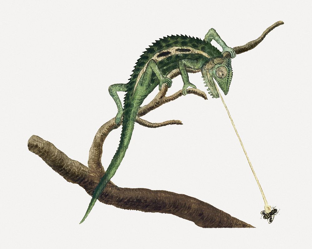 Namaqua chameleon psd antique watercolor animal illustration, remixed from the artworks by Robert Jacob Gordon